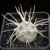 Tephrocactus_curvispinus